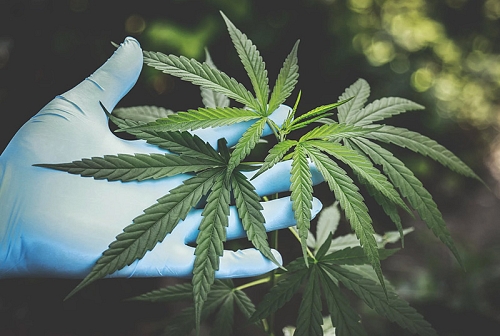 Προϊόντα Κάνναβης - CBD